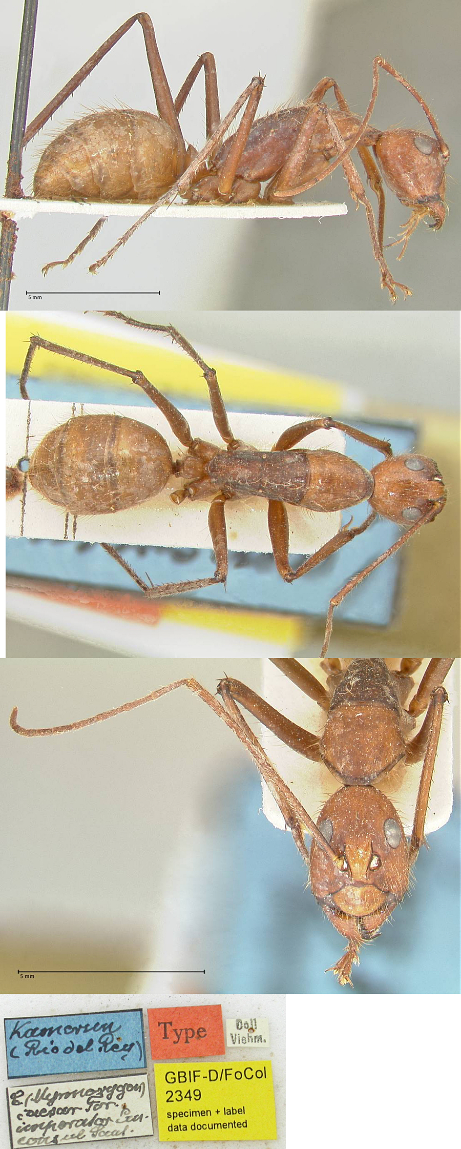 {Camponotus caesar consul minor}