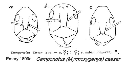 Camponotus (Myrmoxygenys) caesar}