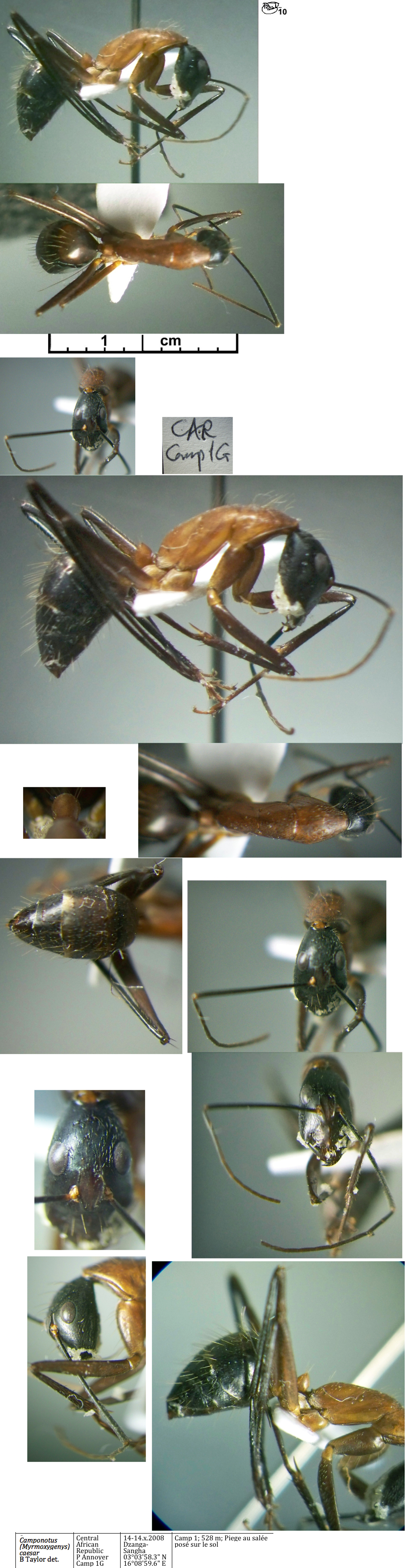 {Camponotus langi minor}