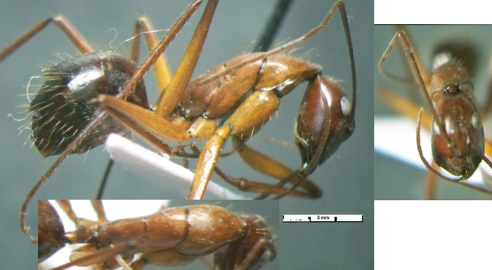 Camponotus (Myrmoxygenys) caesar