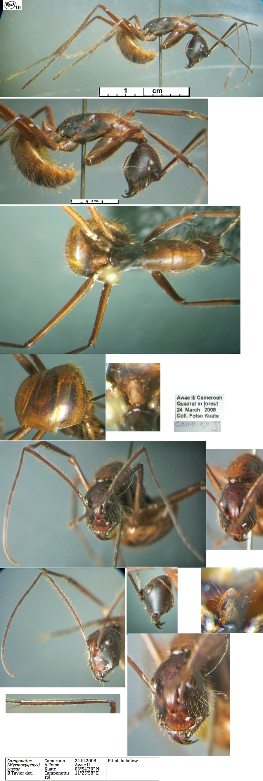 {Camponotus caesar minor}