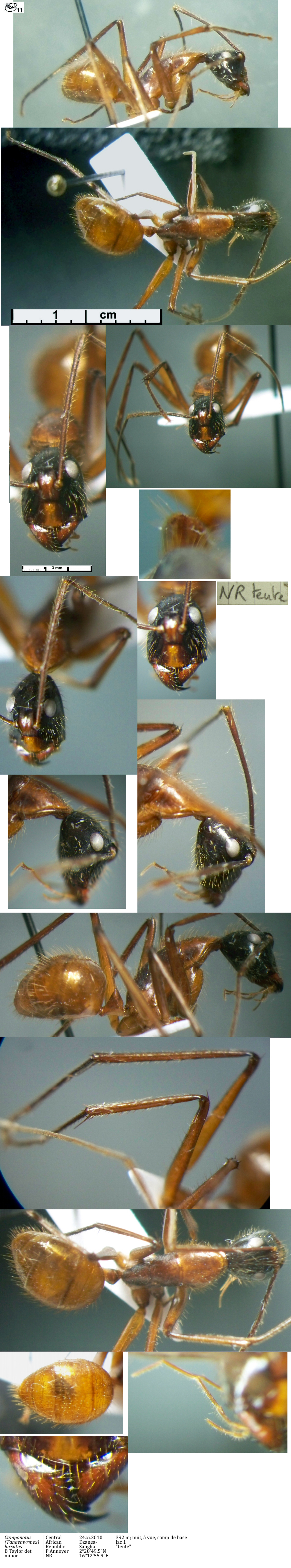 {Camponotus (Tanaemyrmex) n sp CAR JY}