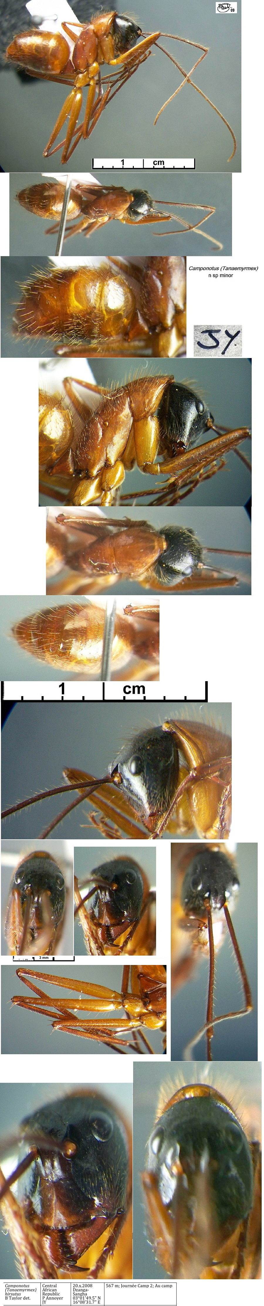 {Camponotus (Tanaemyrmex) n sp CAR JY}