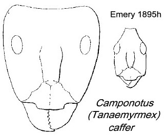 {Camponotus caffer}