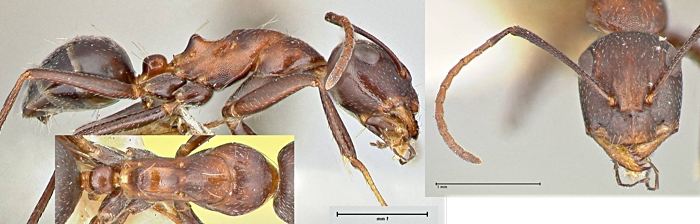 Camponotus callmorphus