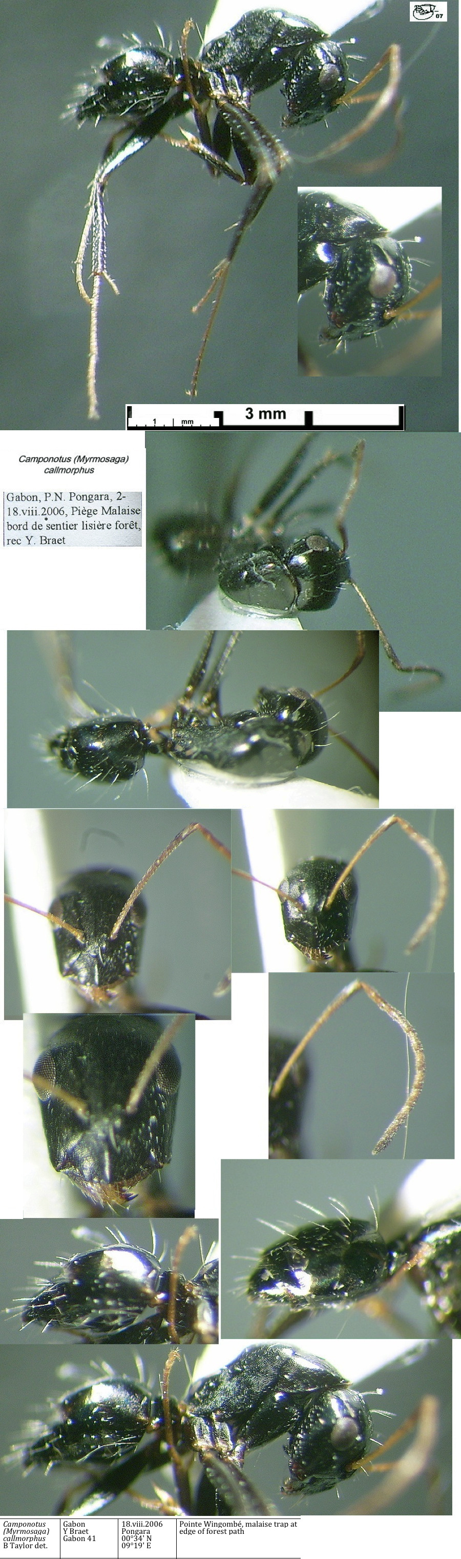 {Camponotus callmorphus}