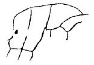 {Camponotus carbo alitrunk profile}