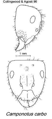 {Camponotus carbo}