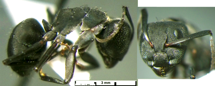 Camponotus carbo major