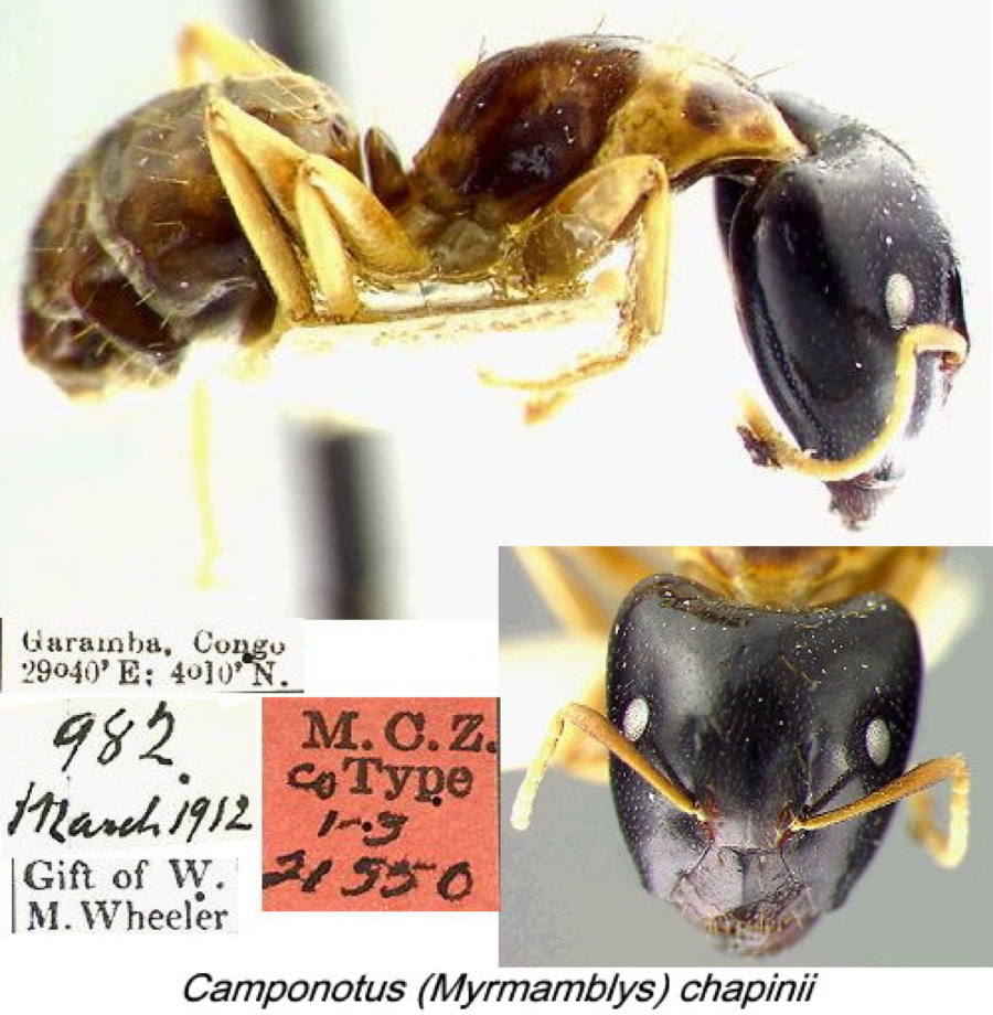 {Camponotus chapini}