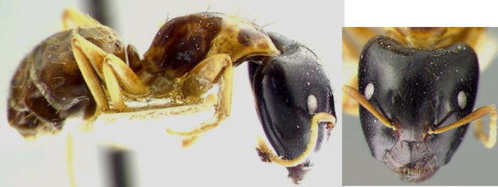 {Camponotus (Myrmamblys) chapini}