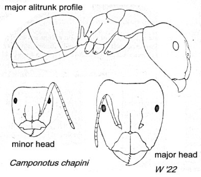 {Camponotus (Myrmamblys) chapini}