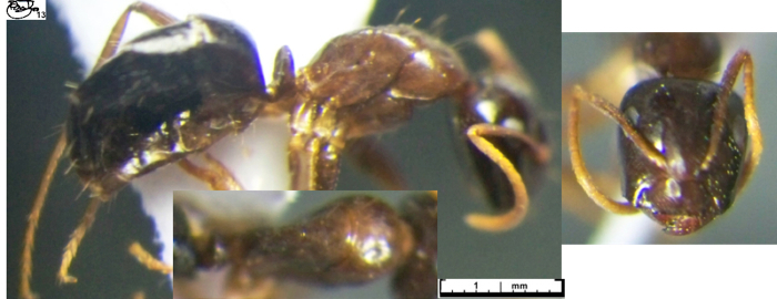 Camponotus chapini minor