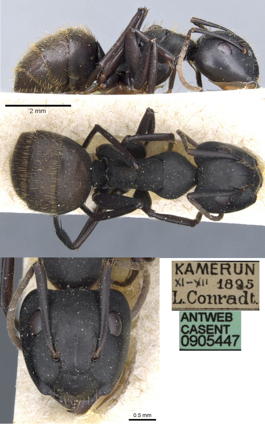 {Camponotus chrysurus securifer}