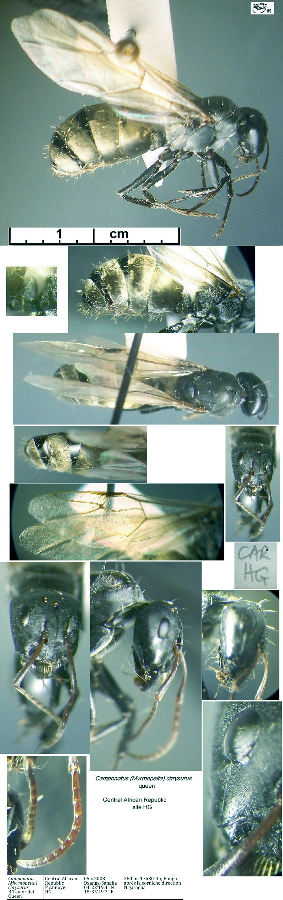 {Camponotus chrysurus queen}