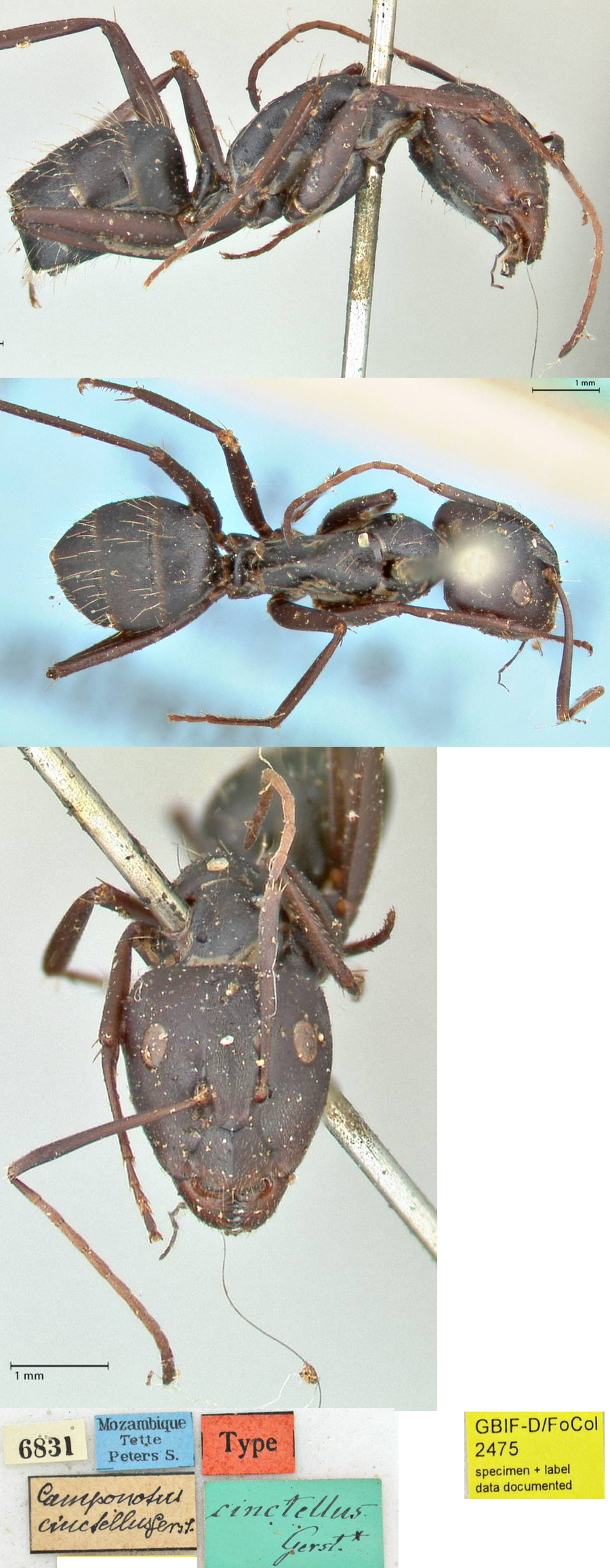 Camponotus cinctellus