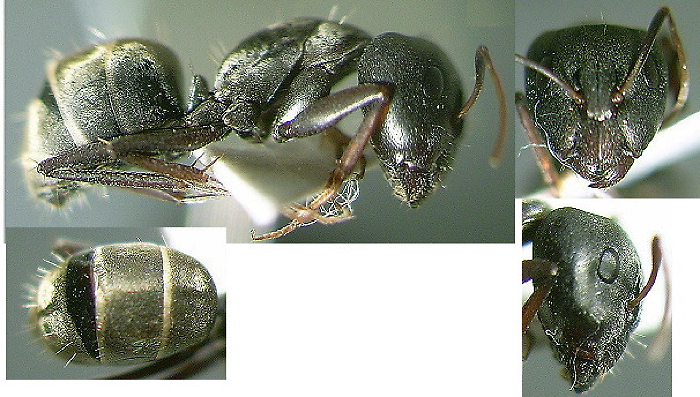 {Camponotus (Myrmosericus) cinctellus}