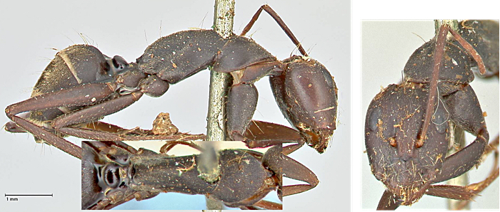 camponotus cinctellus minor