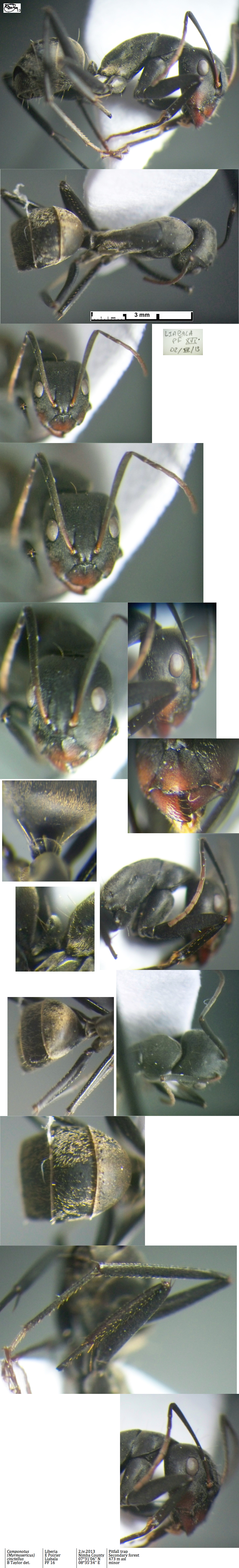 {Camponotus cinctellus}