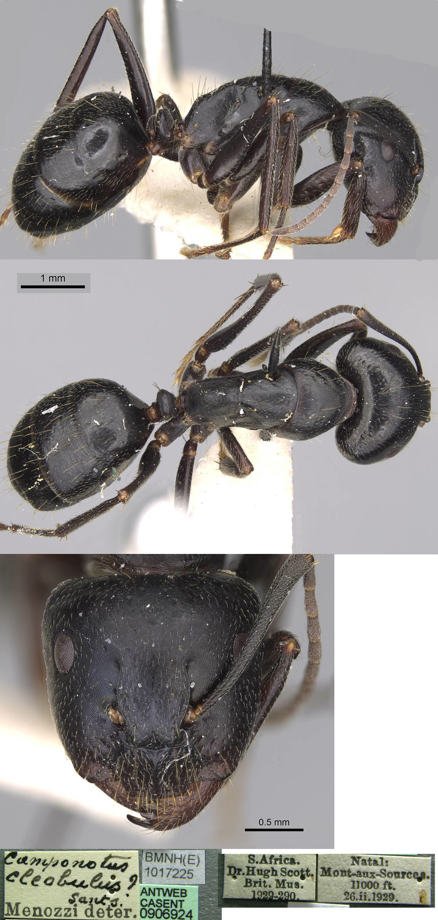 {Camponotus cleobulus}