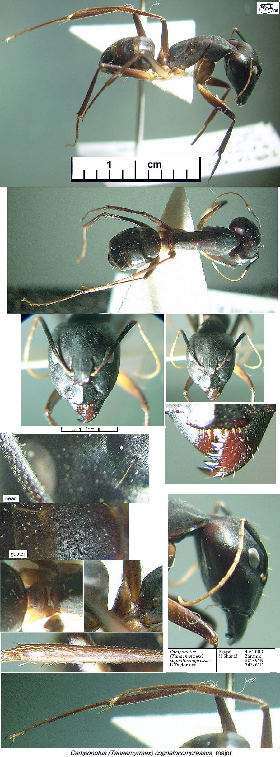 {Camponotus cognatocompressus}