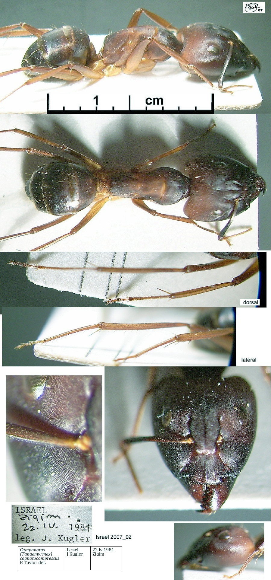 {Camponotus cognatocompressus}