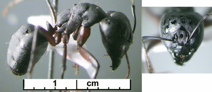 Camponotus compressus