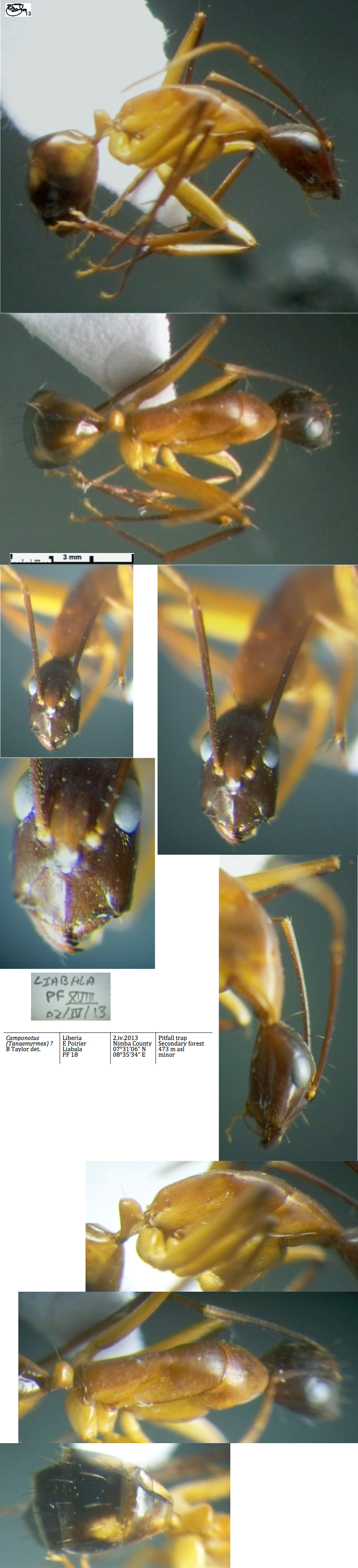 {Camponotus conakryensis minor}
