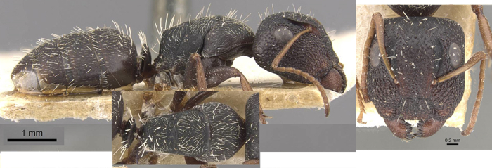 Camponotus confluens