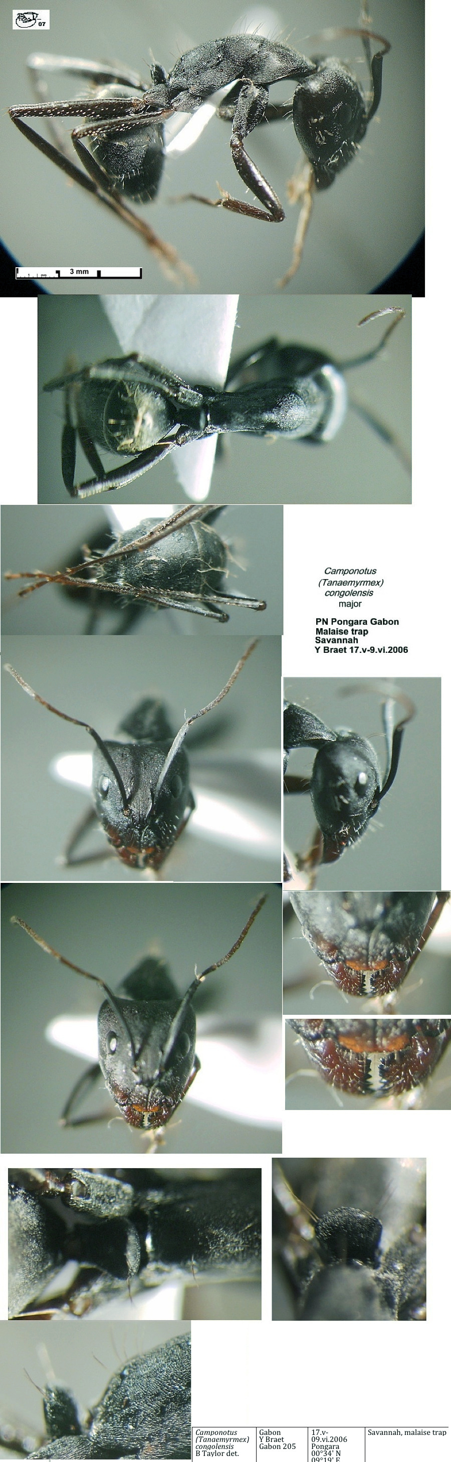 {Camponotus congolensis}