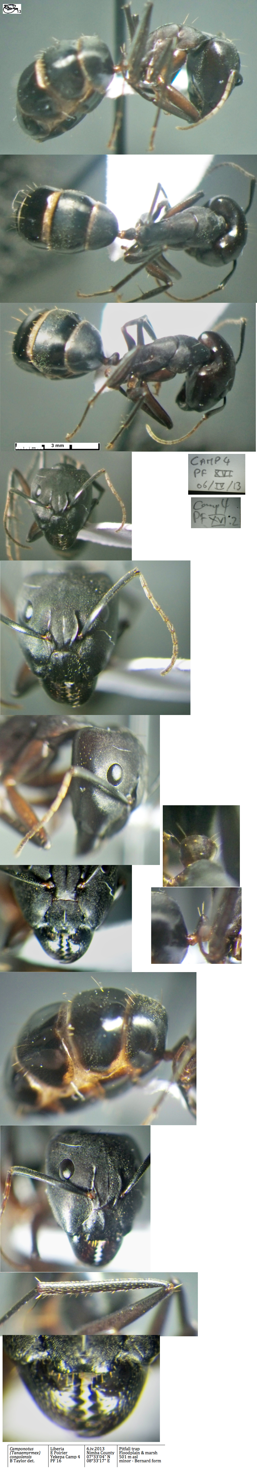 {Camponotus congolensis}