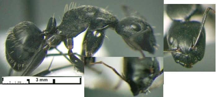 Camponotus (Myrmacrhaphe) conradti