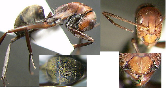 {Camponotus contraria minor}