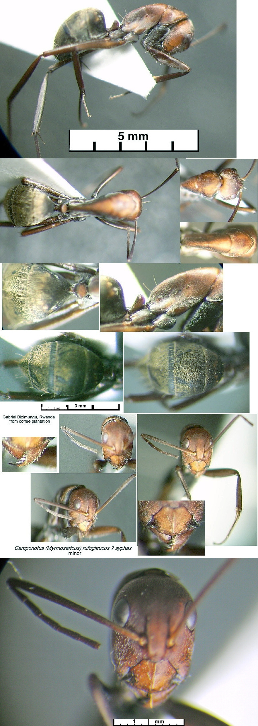 {Camponotus contraria minor}