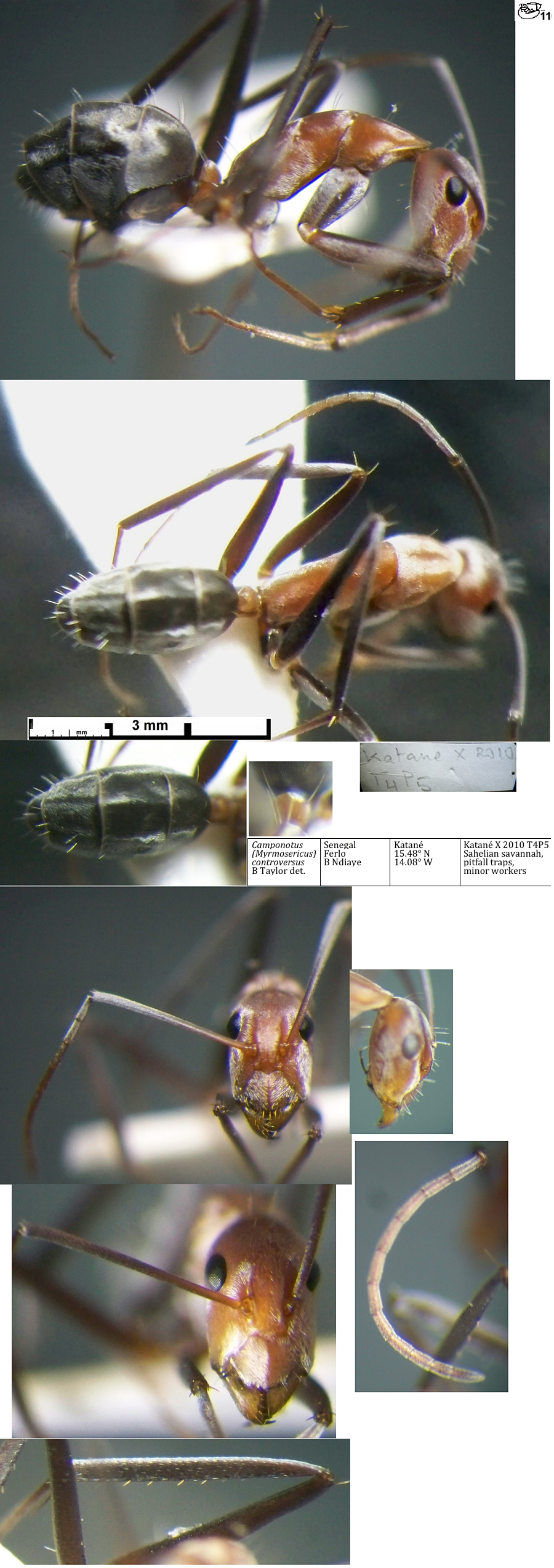 {Camponotus controversus minor}