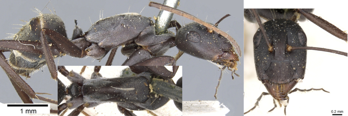 Camponotus cosmicus minor