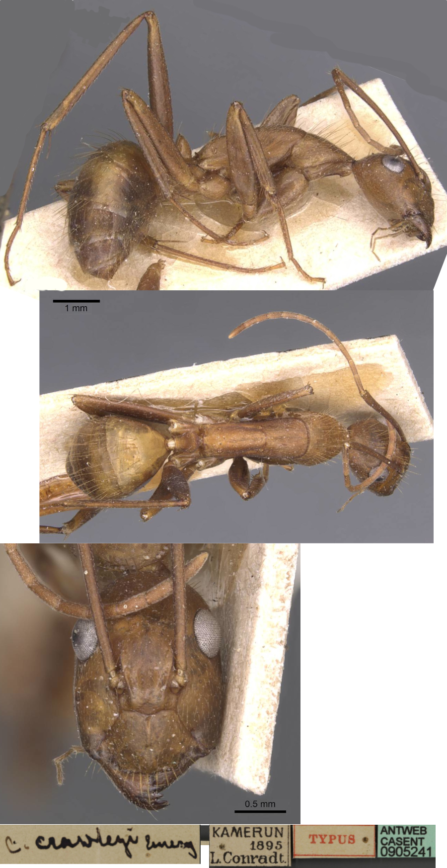 {Camponotus crawleyi}