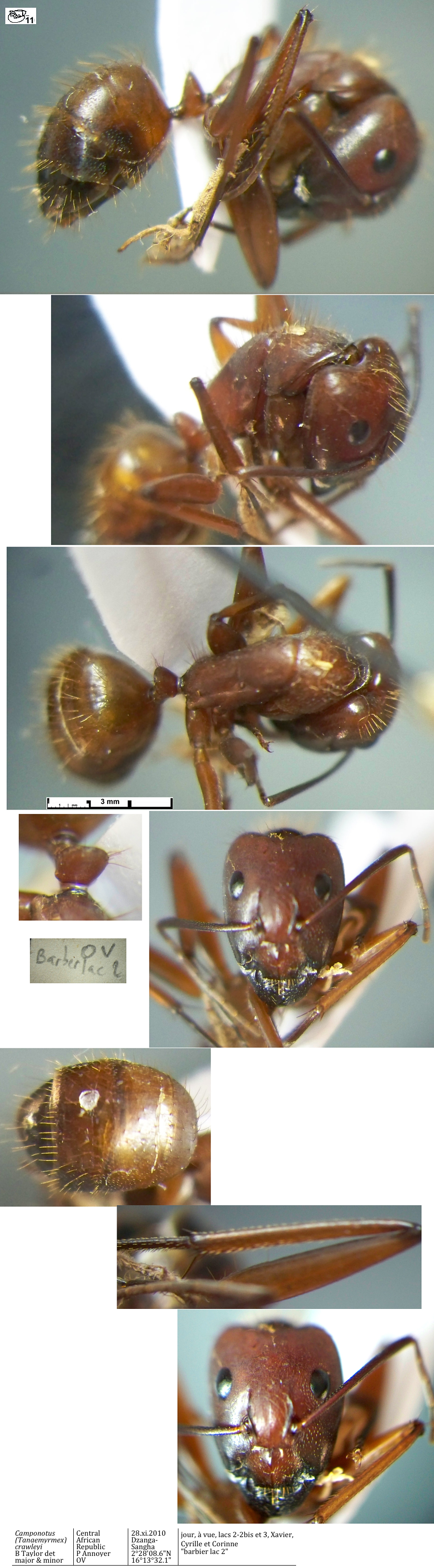 {Camponotus crawleyi major}