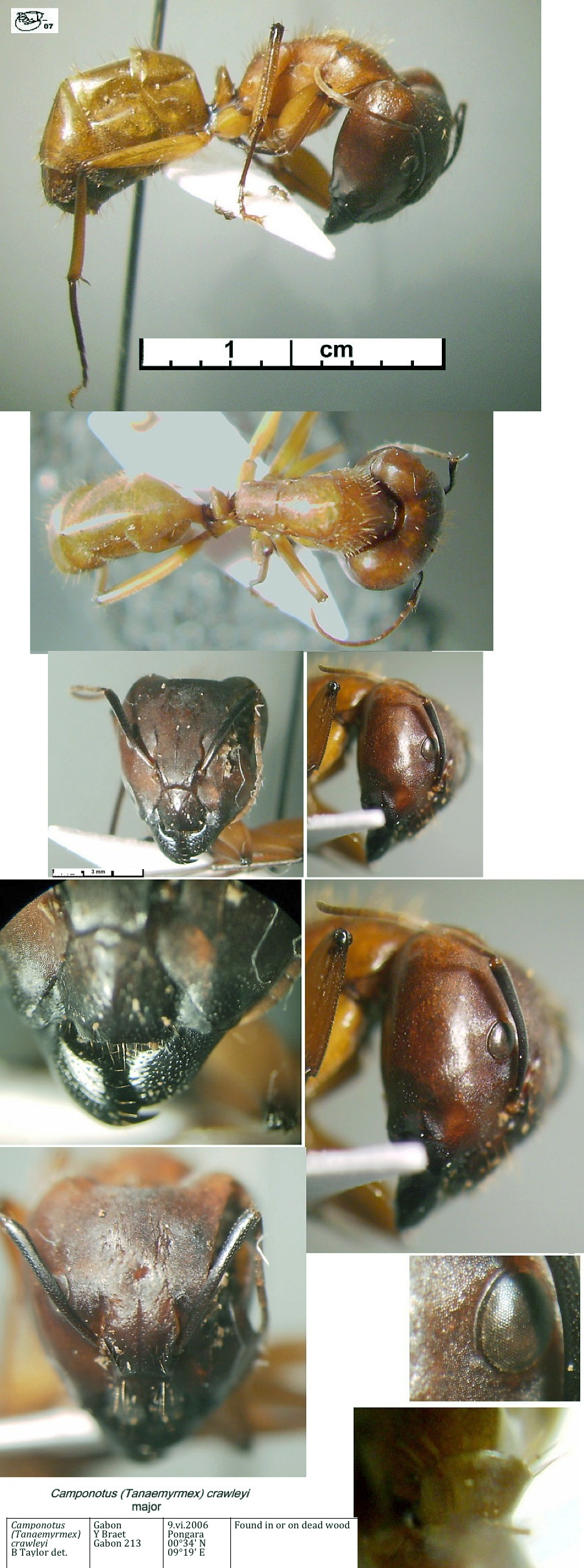 {Camponotus crawleyi major}