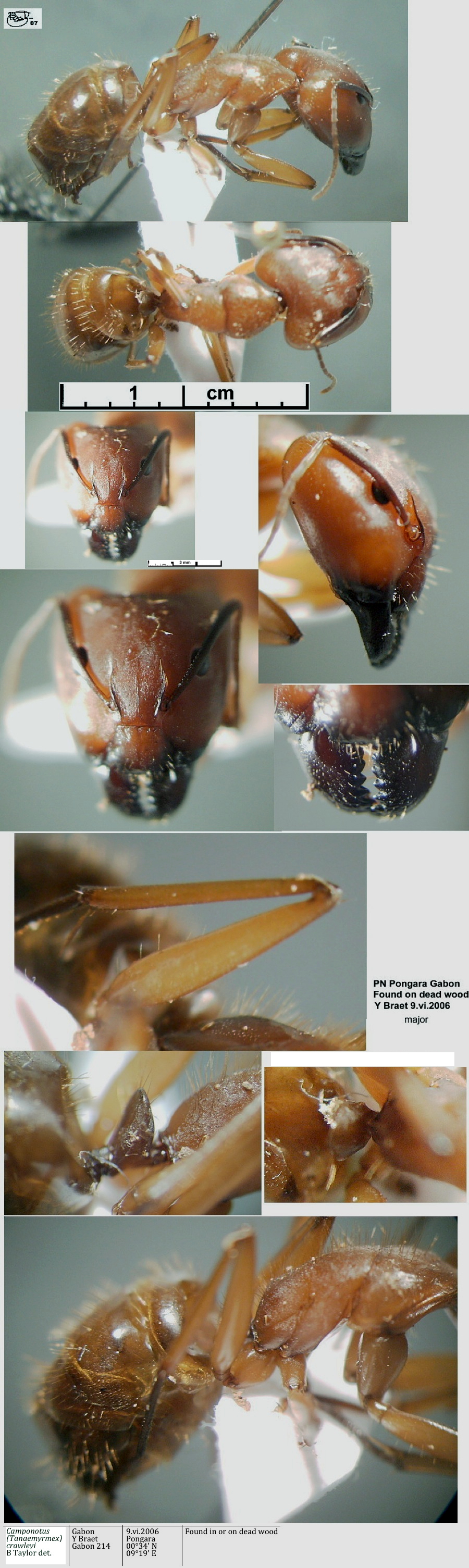 {Camponotus crawleyi major}