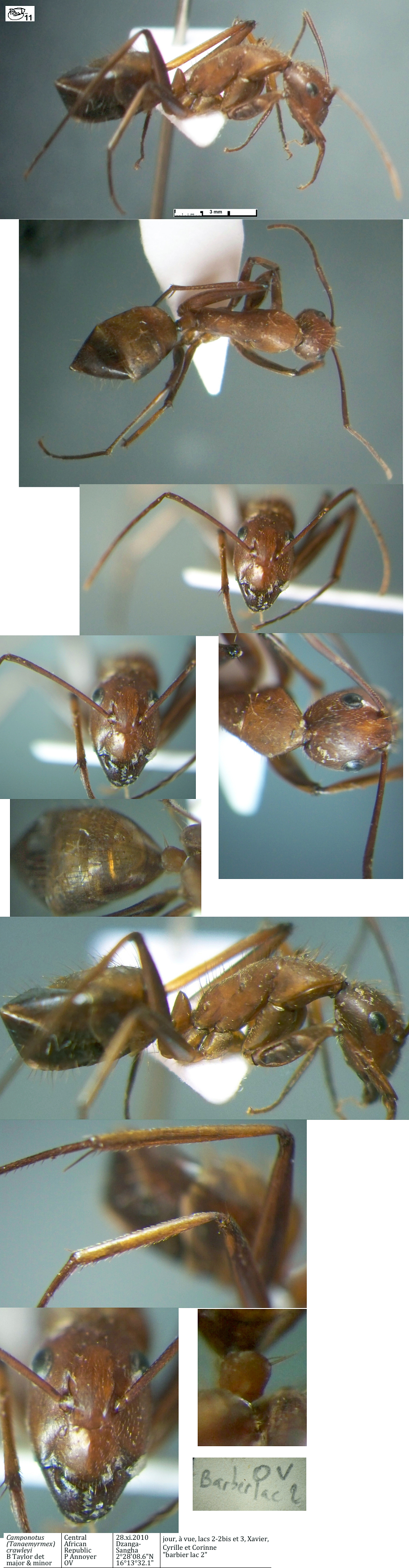 {Camponotus crawleyi minor}