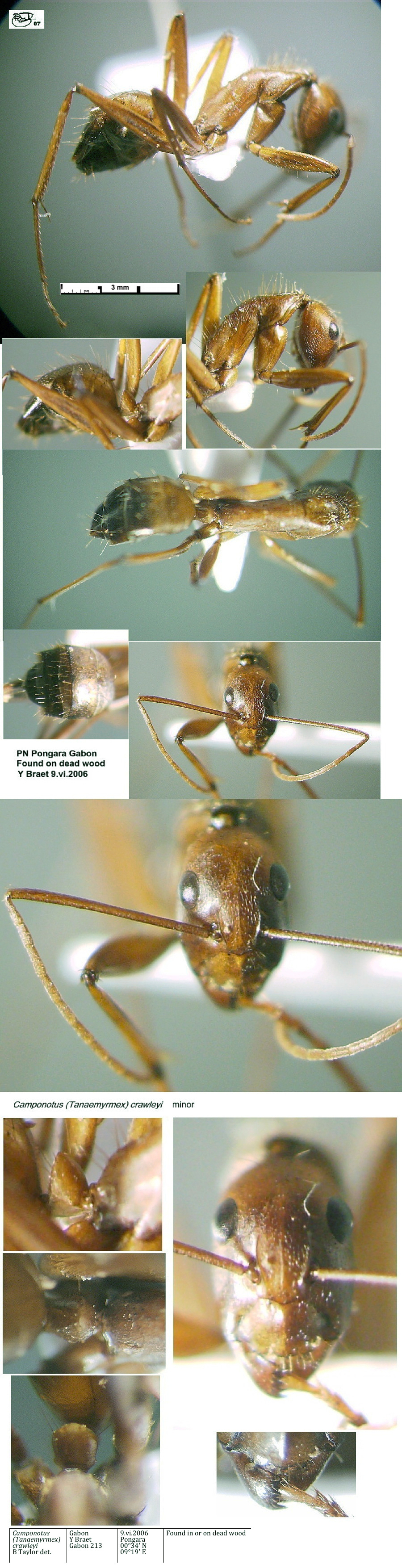 {Camponotus crawleyi minor}