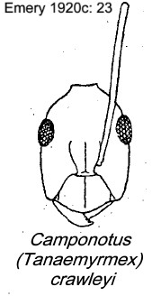 {Camponotus (Tanemyrmex) crawleyi}