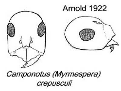 {Camponotus crepusculi}