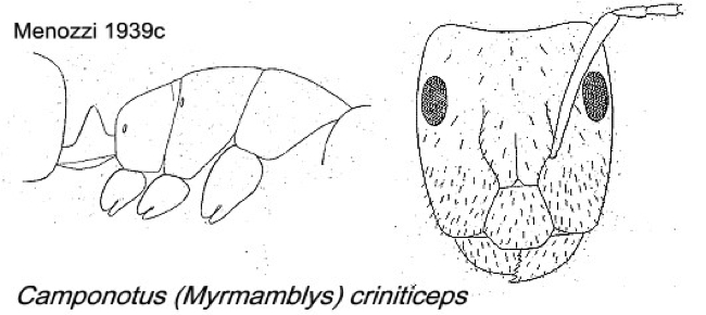 {Camponotus criniticeps}