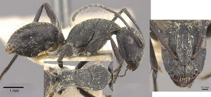 Camponotus crucheti minor