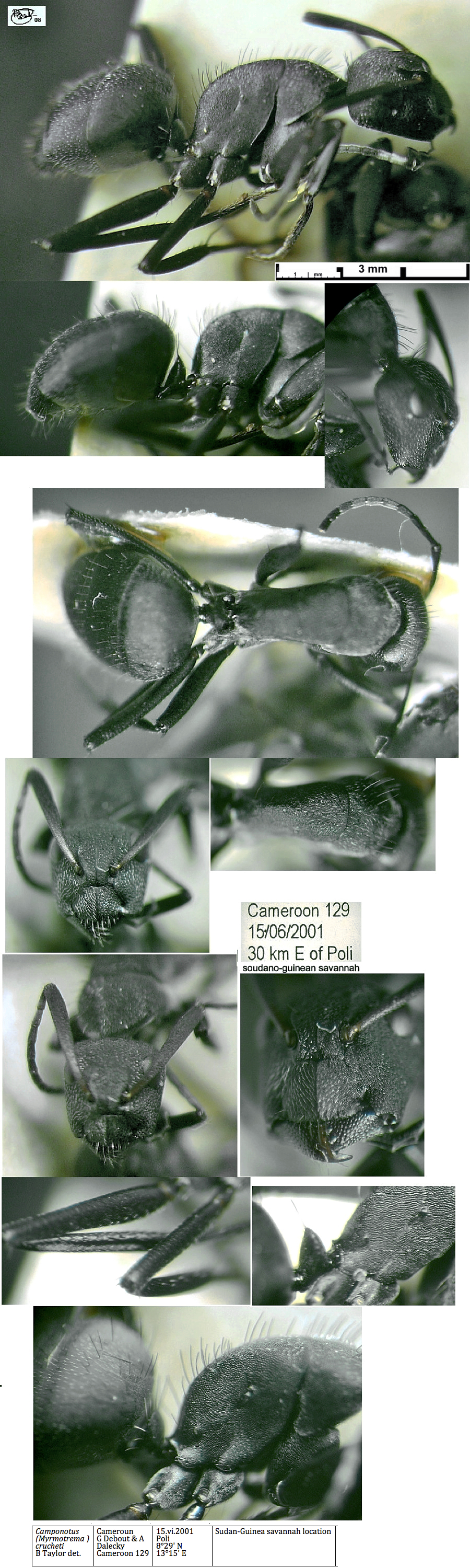 {Camponotus crucheti minor}