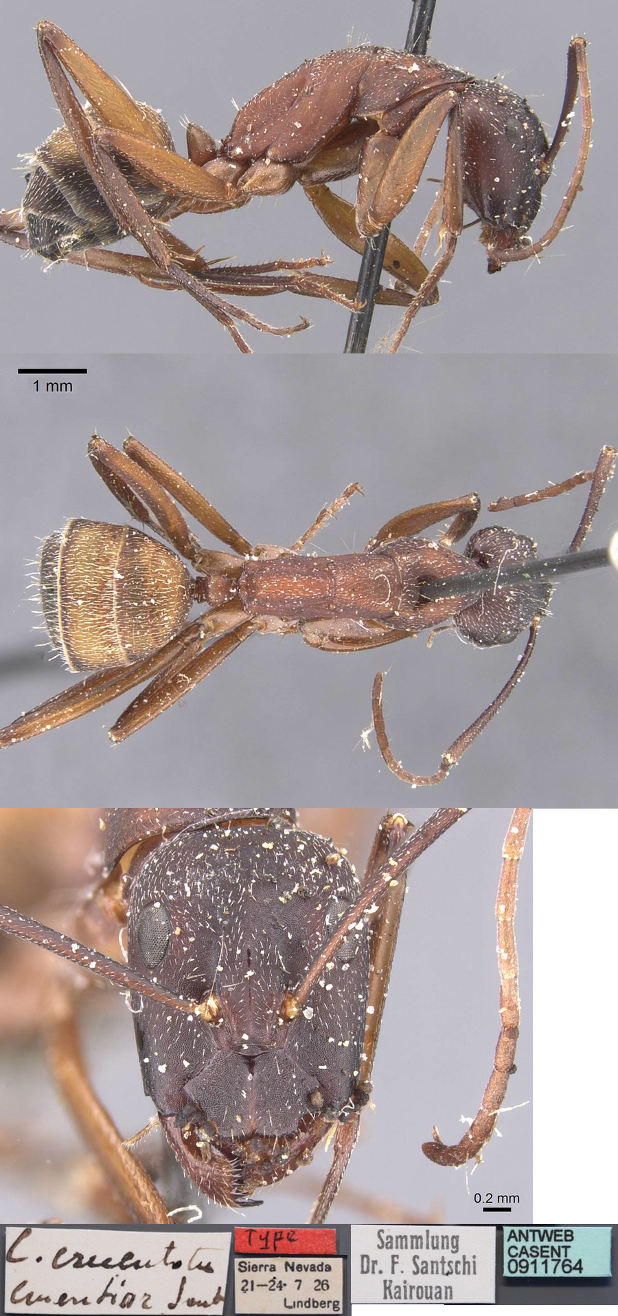 {Camponotus cruentatus}