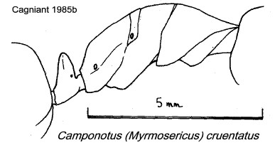 {Camponotus cruentatus}