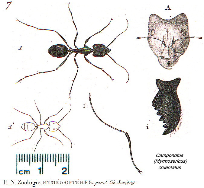 {Camponotus cruentatus}